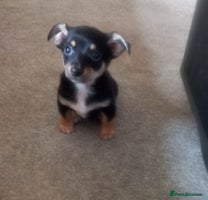 Jack Russell dogs - Advert 2