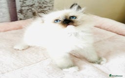 Ragdoll cats for sale: Pure breed GCCF Registered ragdolls - Image 7