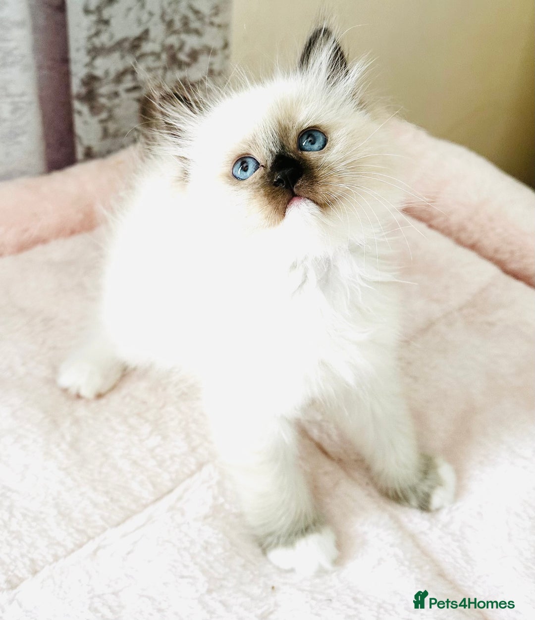Ragdoll cats for sale: Pure breed GCCF Registered ragdolls - Image 7