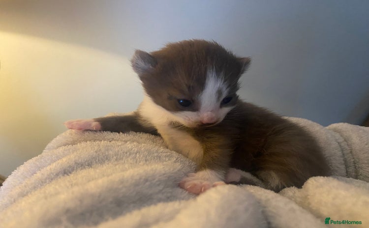 Mixed Breed cats Ragdoll X kittens for sale- last boy available  - Advert 12