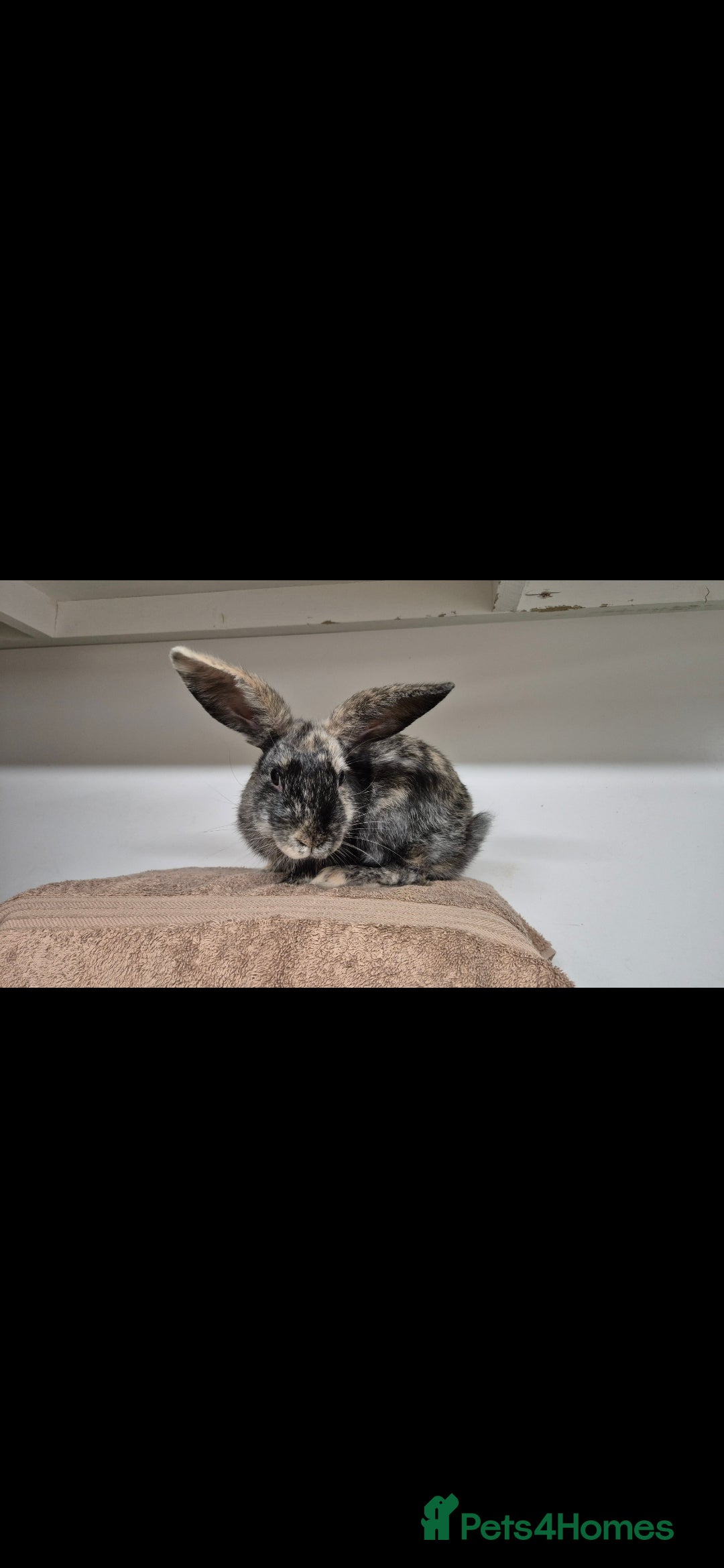 Mixed Breed rabbits for sale: Flint and Moss Vaccinated & Castrated  - Advert 3