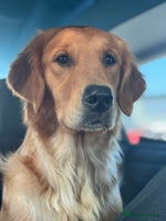 Golden Retriever dogs - Advert 2