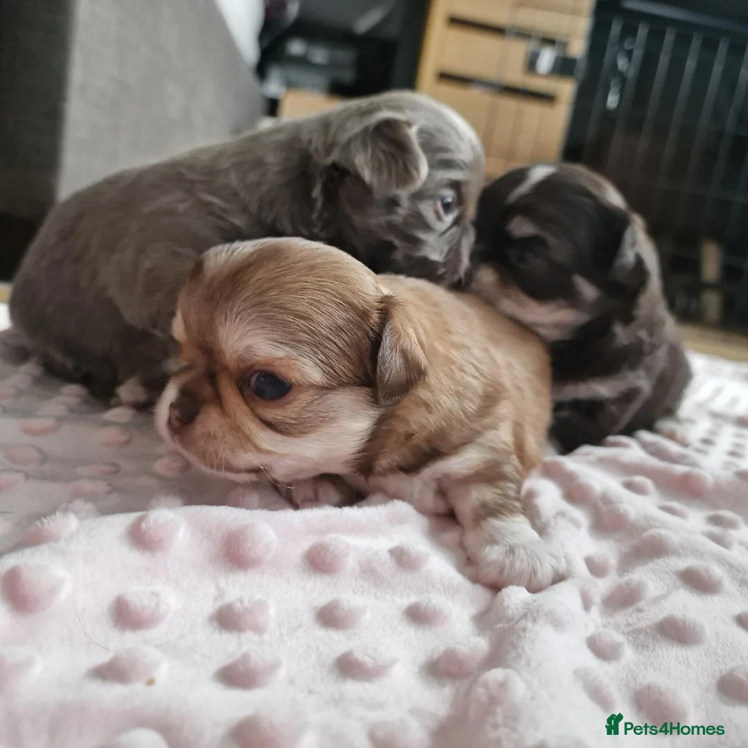 Chihuahua dogs for sale: Beautiful Chihuahua Puppies  - Advert 4