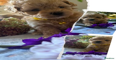Maltipoo dogs - Advert 13