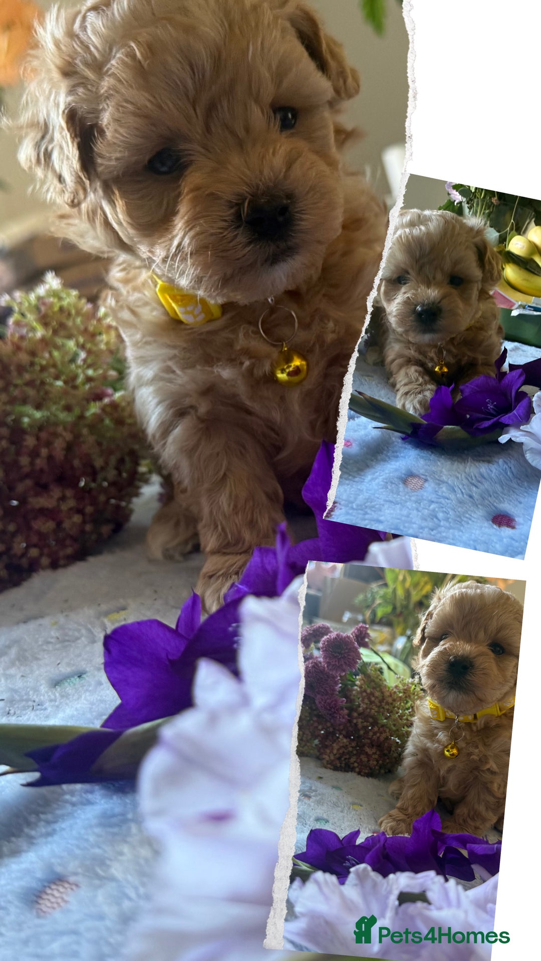 Maltipoo dogs for sale: Perfect small Maltipoo’s  puppy’s ❤️ - Image 3