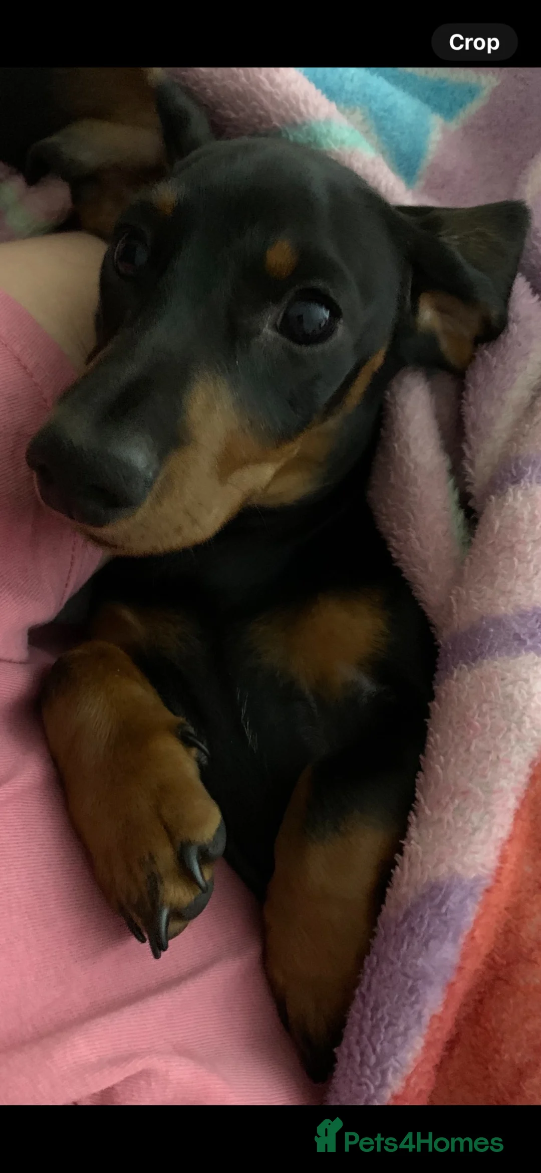 Miniature Dachshund dogs for sale: 8 Month Male Daschund For Sale in Leeds - Advert 2