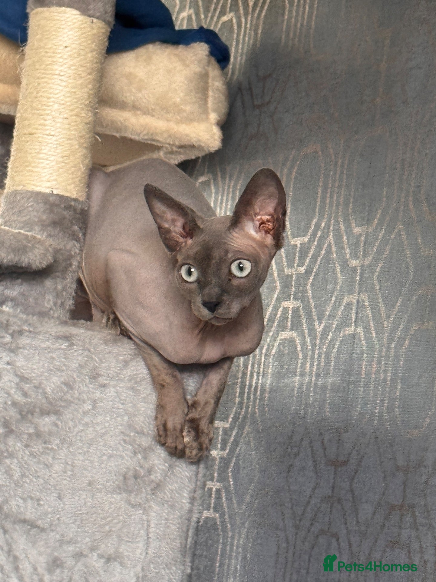Sphynx cats Looking for a full pedigree male sphynx - Advert 6