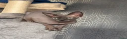 Sphynx cats for stud: Looking for a full pedigree male sphynx in Glasgow - Advert 1
