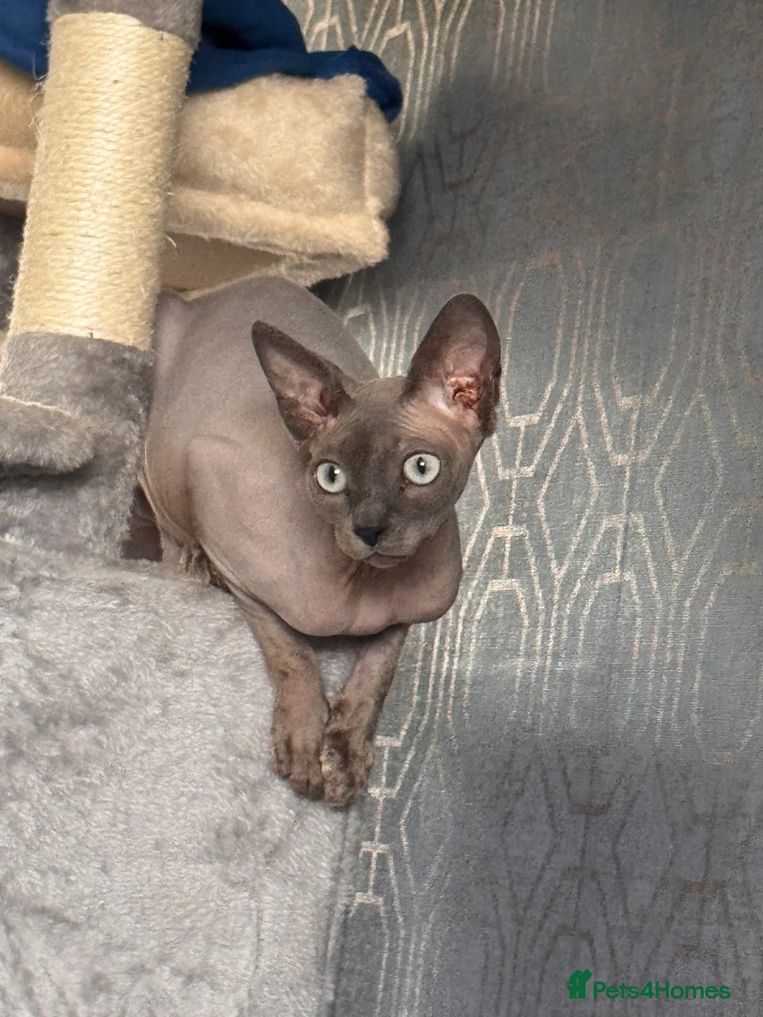 Sphynx cats for stud: Looking for a full pedigree male sphynx in Glasgow - Advert 1