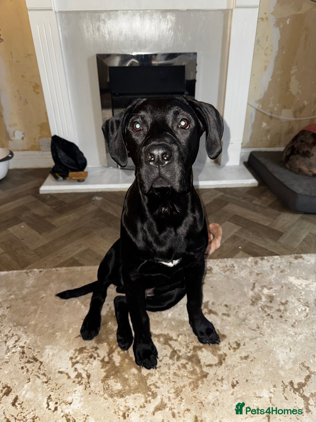 Mixed Breed dogs for sale: Experienced home needed! Presa X lab  - Advert 4