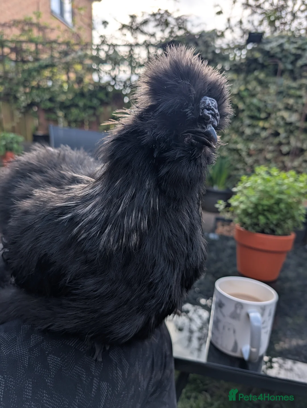 Chickens poultry for sale: Silkie cockerel in Newcastle upon Tyne - Advert 3