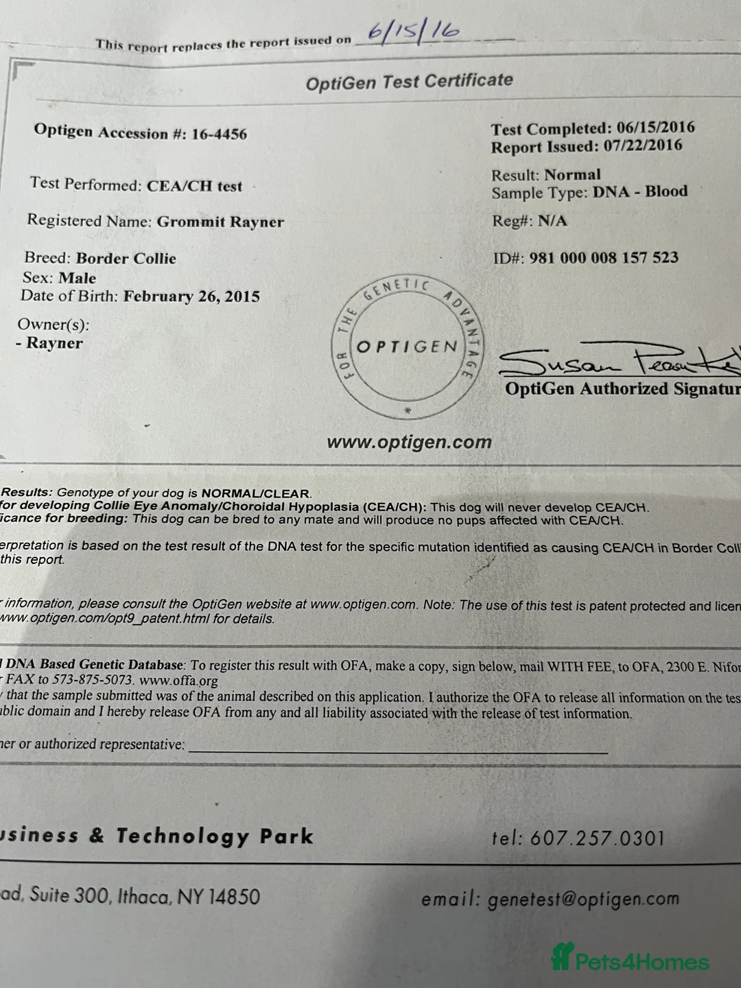 Border Collie dogs for sale: Cornmill Farm Border Collies  in Bradford - Advert 4