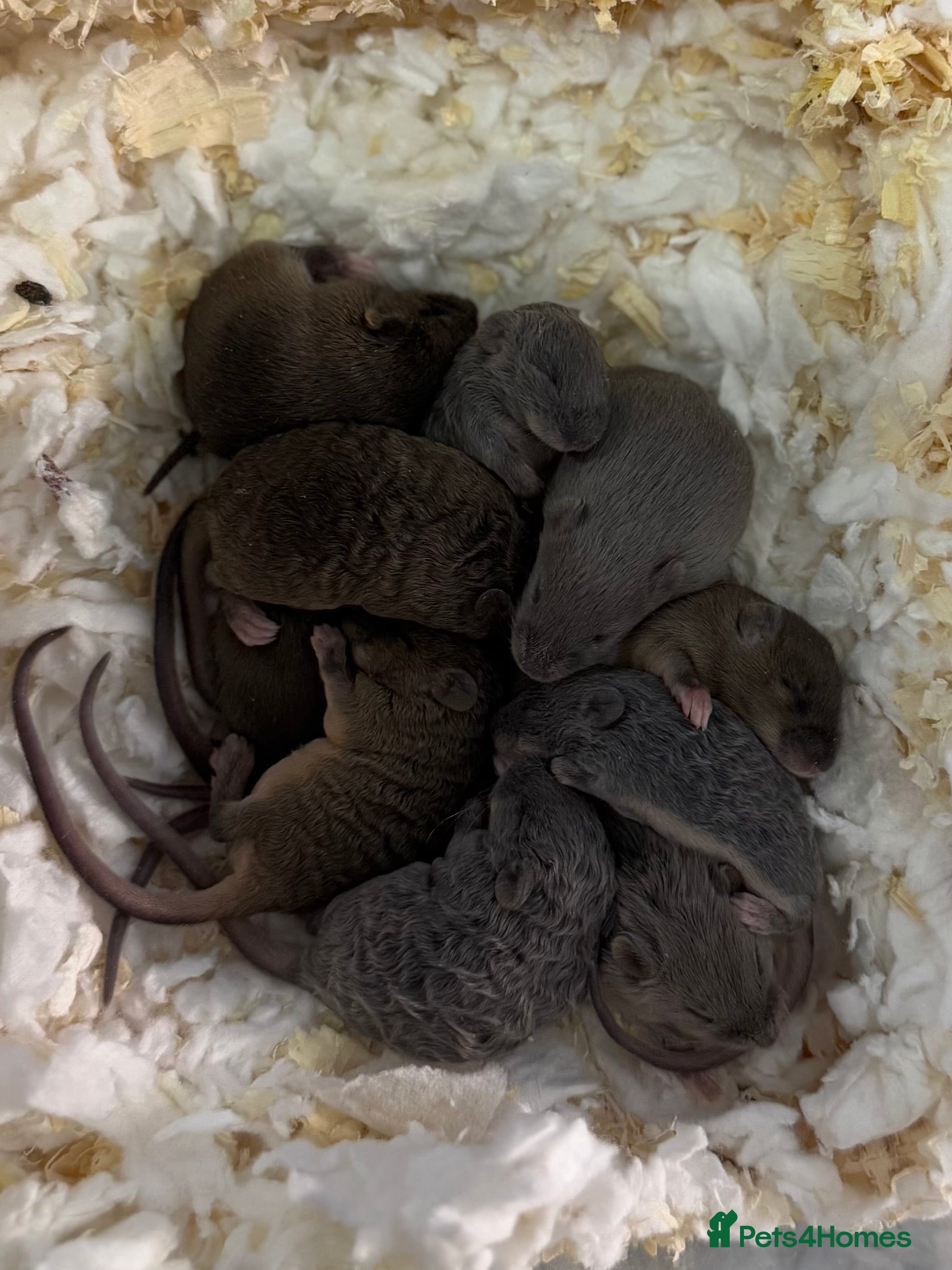 Mouse rodents Ethically Bred Mouse Pups - Waiting List Open!  - Advert 5