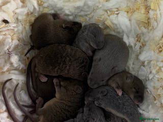 Mouse rodents Ethically Bred Mouse Pups - Waiting List Open! - Advert 16