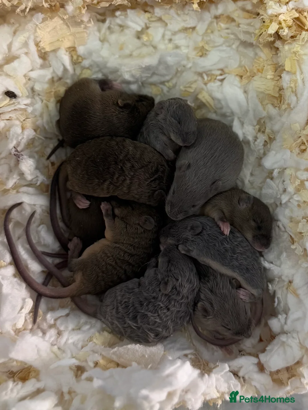 Mouse rodents for sale: Ethically Bred Mouse Pups - Waiting List Open!  - Advert 1