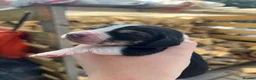 Basset Hound dogs for sale: Beautiful KC registered basset hounds - Advert 11