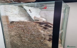 Gerbil rodents for sale: 2 male gerbils  - Image 6
