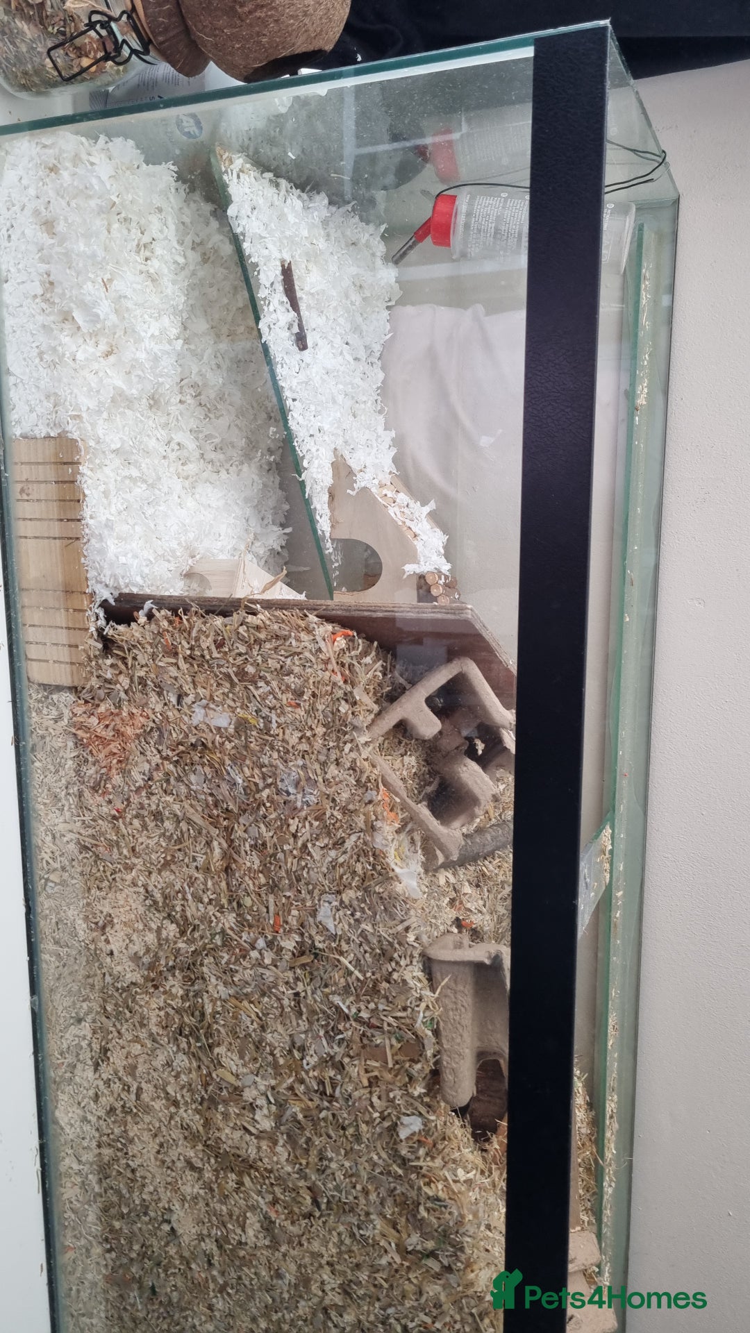 Gerbil rodents for sale: 2 male gerbils  - Image 6