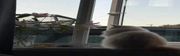 Ragdoll cats for sale: 4 year old Ragdoll - read description  - Advert 8