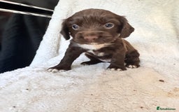 Sprocker dogs for sale: Gorgeous Homebred Sprocker Puppies - Image 15
