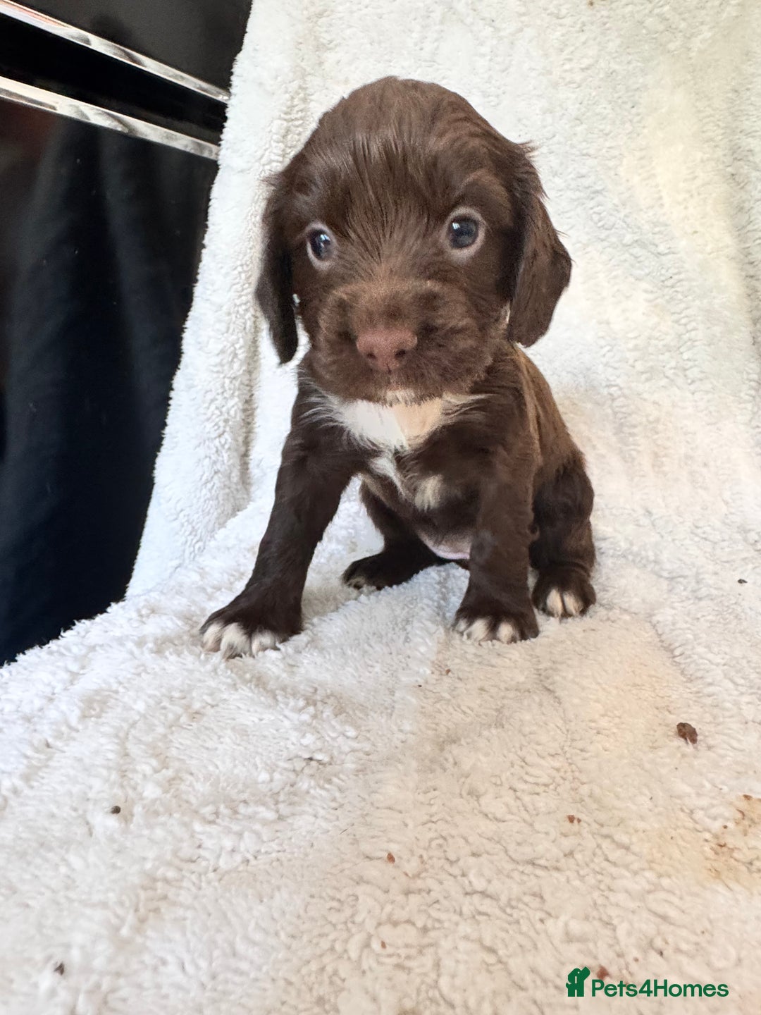 Sprocker dogs for sale: Gorgeous Homebred Sprocker Puppies - Image 15