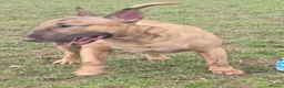 English Bull Terrier dogs for sale: Top Quality Heath checked champions lines  - Advert 12