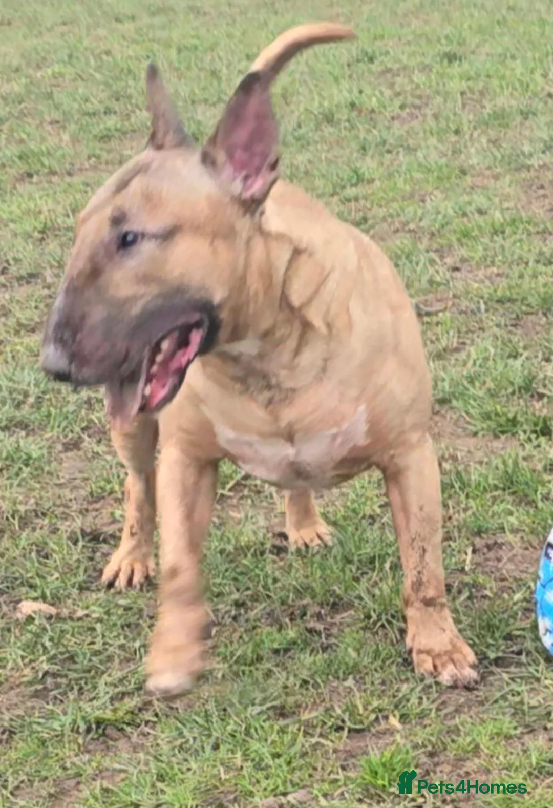 English Bull Terrier dogs for sale: Top Quality Heath checked champions lines  - Advert 12