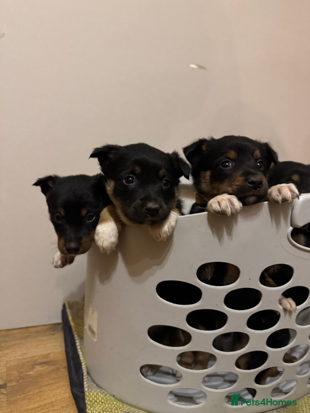 Border Collie dogs for sale: Puppies for sale  - Advert 8