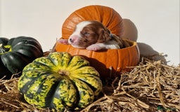 Welsh Springer Spaniel dogs for sale: Quality Welsh Springers | Exceptional homes only. - Image 1