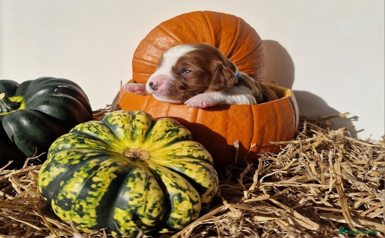 Welsh Springer Spaniel dogs - Advert 11