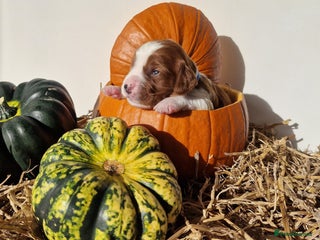 Welsh Springer Spaniel dogs for sale - Advert 1