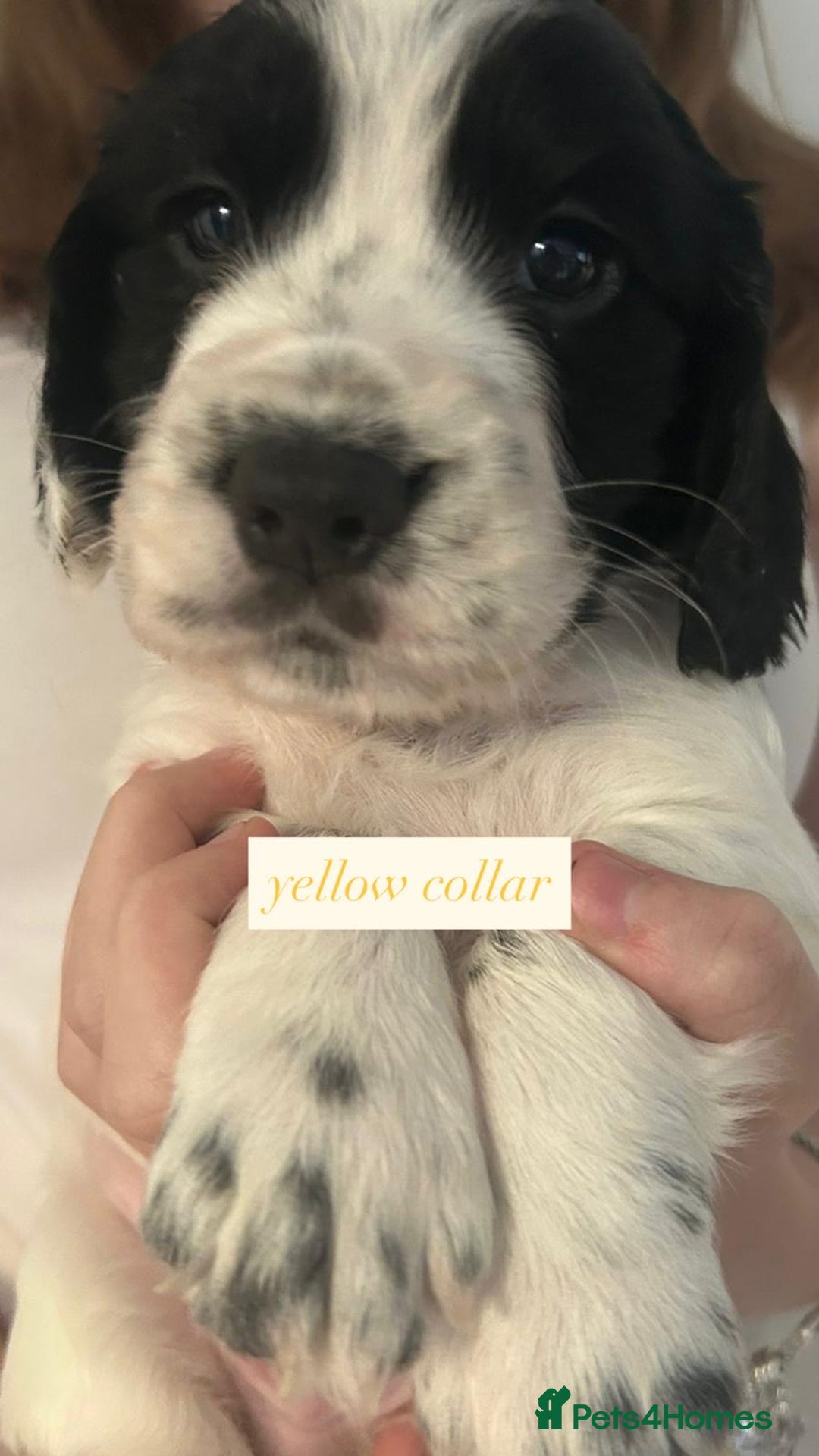 Sprocker dogs for sale: Sprocker puppies. Ready to leave 10th October.  - Image 13