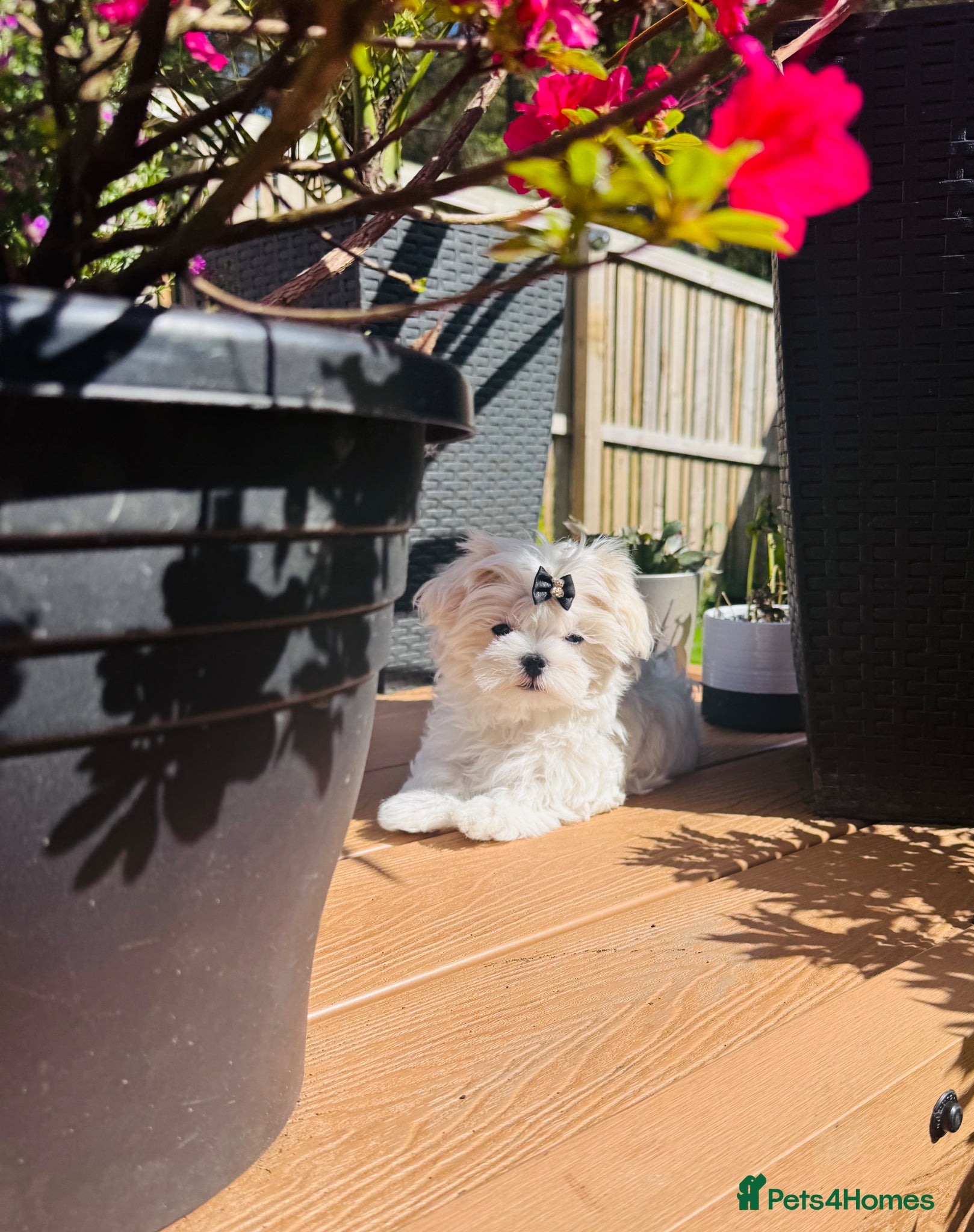 Maltese dogs Korean Maltese Boy 🏆KC Registered 🏆🩵🩵 - Advert 2
