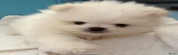 Pomeranian dogs for sale: 🌹Stunning KC white fluffy boy for a loving home🌹 - Advert 4