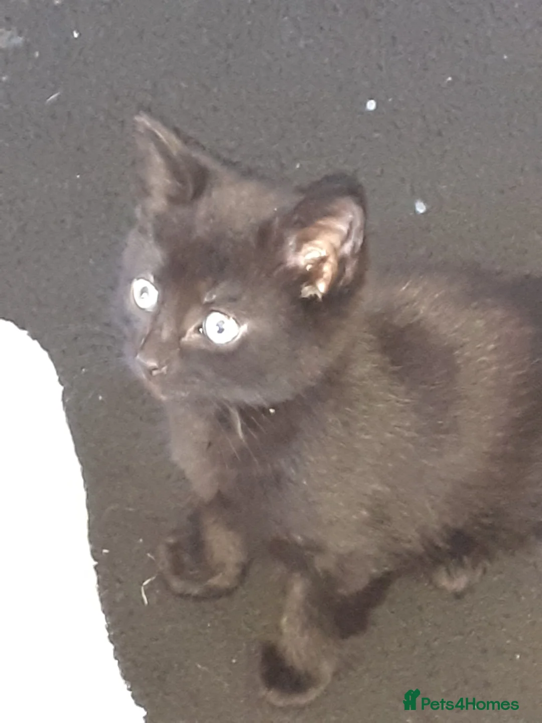 Mixed Breed cats for sale: 6 Female Kittens – 5 Black + 1 Black & White  🖤🐾 - Advert 2