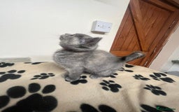 British Shorthair cats for sale: 3 BSH female kittens remaining-  ready now.  - Image 6