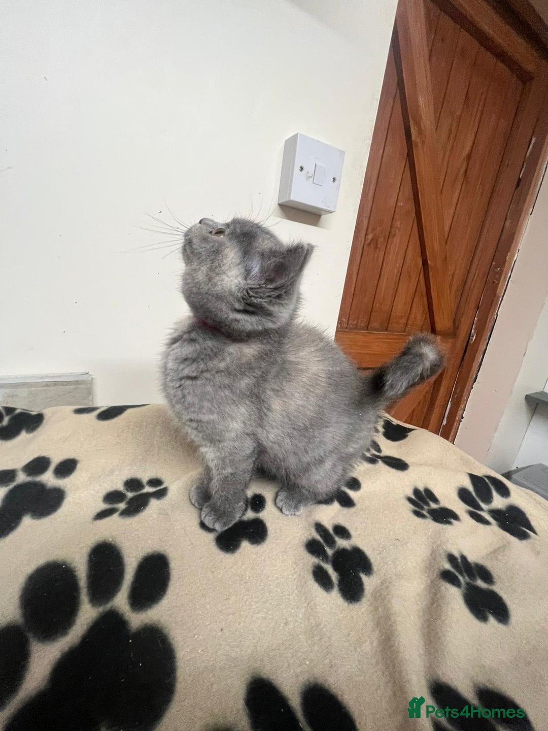 British Shorthair cats for sale: 3 BSH female kittens remaining-  ready now.  - Image 6
