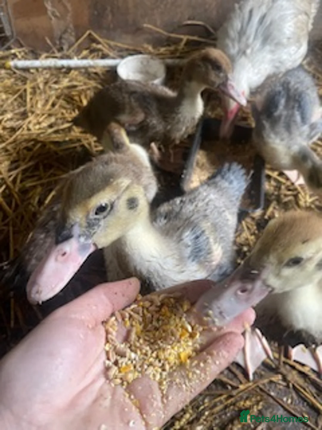 Ducks poultry for sale: Unsexed muscovy ducklings - rare colours - Advert 2