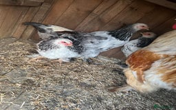 Chickens poultry for sale: Brahma chicken - Image 4