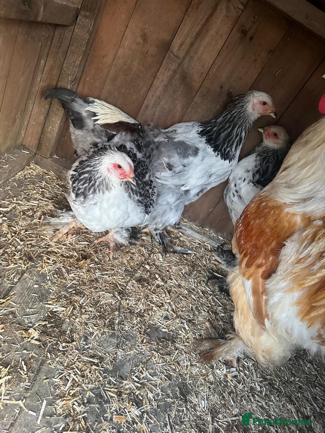 Chickens poultry for sale: Brahma chicken - Image 4