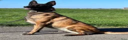 Belgian Shepherd Dog dogs for sale: Belgian Malinois puppies  - Advert 6