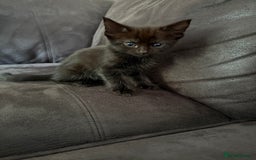Bengal cats for sale: Kittens - Image 5