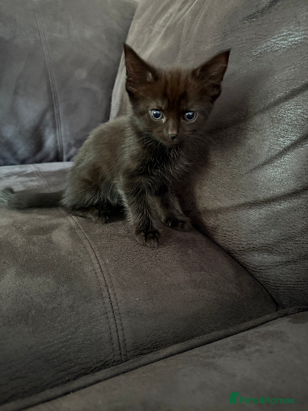 Bengal cats for sale: Kittens - Image 5