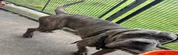 Cane Corso dogs for sale: 2 Cane Corsos (rehomed to same home) - Advert 2