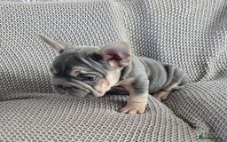 French Bulldog dogs for sale: luxury frenchies - Image 6