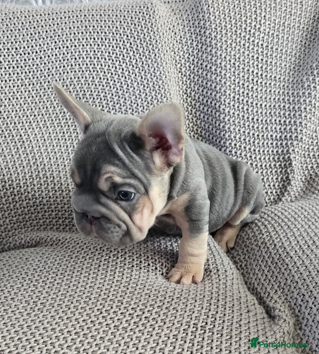 French Bulldog dogs for sale: luxury frenchies - Image 6