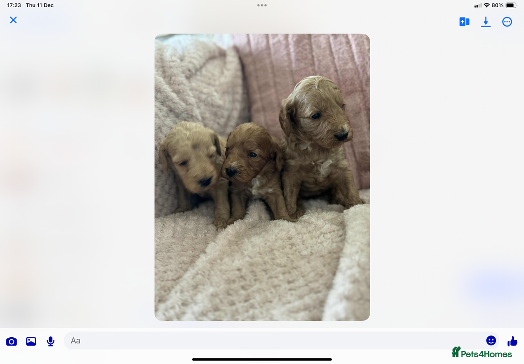 Cockapoo dogs for sale: COCKERPOO QUALITY HEALTH TESTED PUPPIES - Advert 9