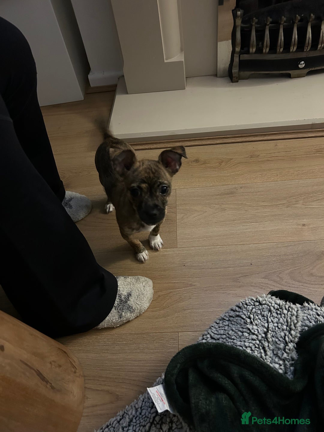 Mixed Breed dogs for sale: 4 month old Mini puppy - Advert 3