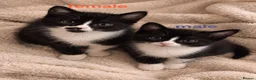 Mixed Breed cats for sale: 🐾 LOVELY KITTENS LOOKING FOR LOVING HOMES 🐾 - Advert 6