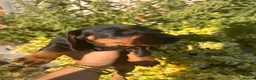 Dachshund dogs for sale: Dachshund  - Advert 11